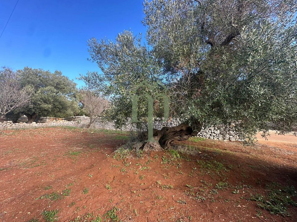 Tomt i Carovigno, Brindisi - bilde 4